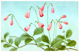 Twin Flower Floral Postcard - £6.94 GBP