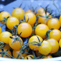 Best 50 Seeds Golden San Marzano Tomato Juicy Vegetable Planting Garden Tomatoe - £3.82 GBP
