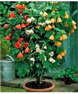 THJAR Seeds Abutilon (Indian Mallow Flowering Maple) Indoor Perennial - $9.99