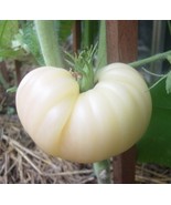 30 SEEDS GREAT WHITE TOMATO BEEFSTEAK HEIRLOOM SEEDS QUICK BLOOM INSTANT... - $8.35