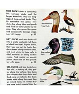 Ducks 5 Different Varieties And Types 1966 Color Bird Art Print Nature A... - $374.96 MXN