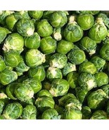MX Premium Long Island Improved Brussel Sprouts Fresh Organic Seed Bulk ... - $10.09