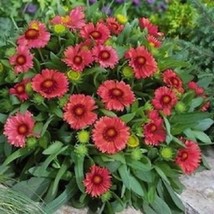 Flower Seeds 50 Gaillardia Seeds Arizona Red Shades Blanket Flowers Gardening US - £8.59 GBP