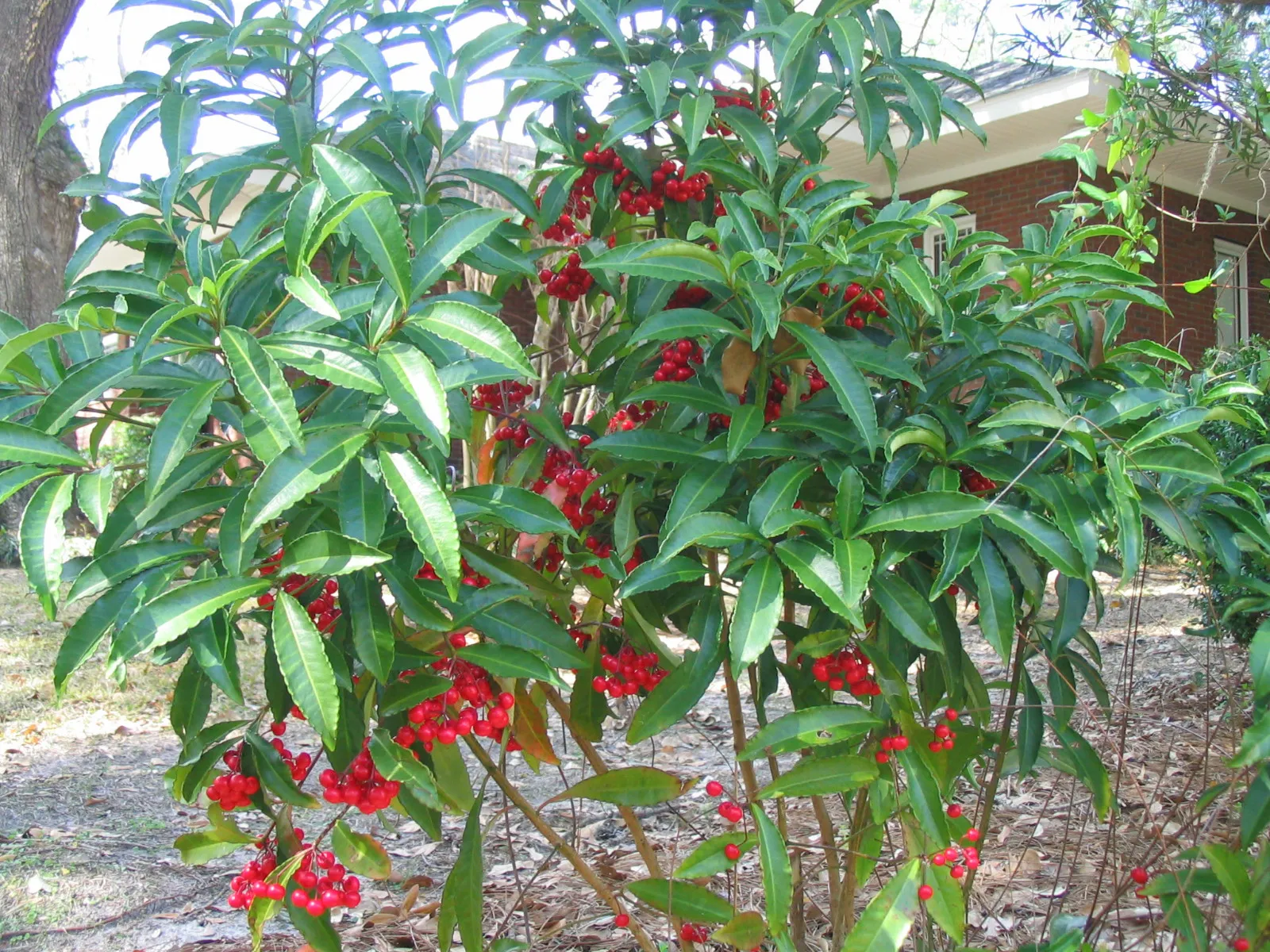 Coral Ardisia (Ardisia Humilis) 20 Seeds - £4.75 GBP