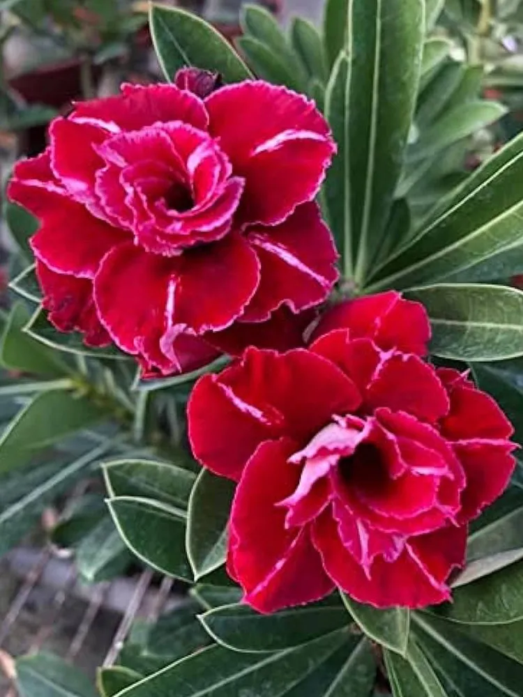 Exquisite Adenium Seeds: 5-Layer Desert Rose with Bold Red Petals and Wh... - £3.47 GBP