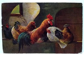 Chickens In Rustic Barn Roosters Postcard 1908 Signed Muller Germany Series 216 - £12.33 GBP