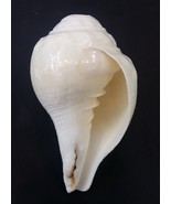 Vamavarti Shankha / Left Handed Shankh For Blowing Use-
show original ti... - $2,270.31 MXN