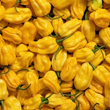 Yellow Mayan Habanero Pepper Seeds American Chili Seeds 20 Seeds Garden Fast Shi - £7.62 GBP