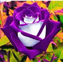 Rose Bonsai Purple Rose With White Red Edge Bonsai Flower Bonsai Rose Petals Pla - $10.89