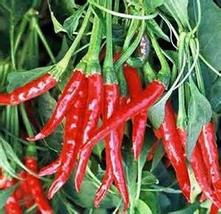 Pepper, Thai HOT Pepper Seeds, Heirloom, 100 Seeds, Very Spicy Great Fresh OR Dr - £2.41 GBP