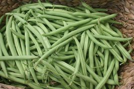 SG -40 Seeds Provider Bush Green Bean Seeds, NON-GMO, Variety Sizes Sold - £5.82 GBP