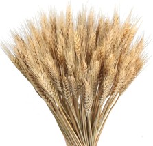 Gtidea 100 Pcs. Wheat Stalks Bundle Dried Wheat Sheaves Natural Dried Flowers - £23.95 GBP