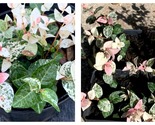 TOP SELLER Snow and Summer Asiatic Jasmine starter to fully rooted in 6”pot - $59.93