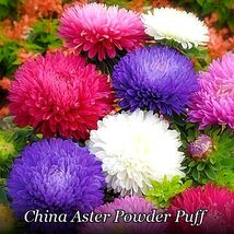 500+Powder Puff Fast Growing China Aster Seed Mix(Callistephus Chinensis... - $114.98 MXN