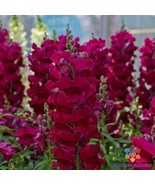 1000 Maryland Royal Burgundy Snapdragon Seeds for Garden Fast US Shipping - €9,15 EUR