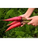 Carrot - Purple Dragon, HEIRLOOM 300+ seeds 1... - $4.70