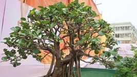 Yuga89 Store Ficus infectoria Strangler &amp; Cuvi White Fig Banyan 20 Seeds - £12.33 GBP