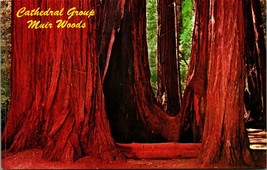 Redwood Trees Cathedral Group Muir Woods California CA UNP Chrome Postcard B3 - £2.44 GBP