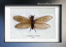 Real Dobson Fly Corydalus Cornutus Framed Entomology Collectible Shadowbox - £47.54 GBP