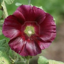 New Fresh Seeds 35 Old Fashioned Giant Maroon Single Hollyhock Flower Seeds Pere - £20.85 GBP