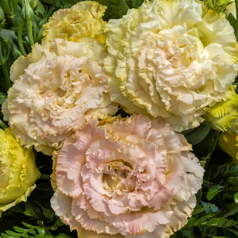 Lisianthus Live Plant, Healthy Starter, Mother&#39;s Day Editio(Voyage II Ch... - $22.99