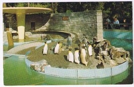 Postcard Penguins In Stanley Park Vancouver British Columbia - £3.05 GBP