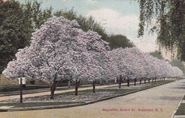 Magnolia Trees Rochester New York NY 1908 UDB Postcard C31 - £2.38 GBP