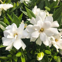 Jasmine Seeds For Planting - Non-GMO Jasmine Plant Fragrance Garden Home - $10.00