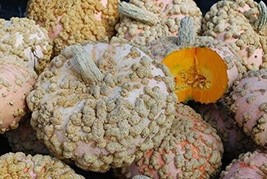 Galeux D Eysines 10 Seeds Winter Squash French Peanut Pumpkin Butternut Unique - $7.99