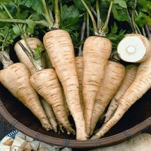 Seeds 500 All American Parsnip NonGMO Heirloom USA Seller - £8.59 GBP