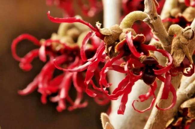10 Shibamichi Red Witch Hazel Seeds Hamamelis Japonica ‘Tsukubana Kurrean Fresh  - £9.45 GBP