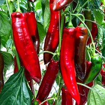 Organic Sweet Point Pepper Seeds (5) - Grow Your Own Crunchy Sweet Peppers, Idea - £5.50 GBP