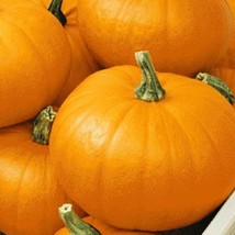 Fresh Garden Spookie Pumpkin Seeds | NON-GMO | Heirloom | Seeds - £7.21 GBP