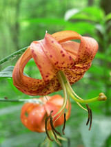 LWSTORE 20 Orange Turks Cap Tiger Lily Lilium Superbum Flower Seeds * USPS Shipp - £7.76 GBP