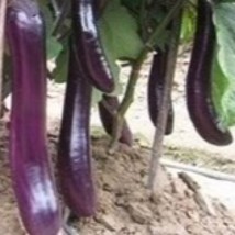 ArfanJaya 250 Eggplants Seeds Long Purple Eggplants Asian Vegetable - £5.98 GBP