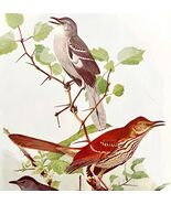Mockingbird Thrasher Catbird 1936 Bird Lithograph Color Plate Print DWU12C - €21,44 EUR