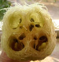 Sale 25 Seeds Luffa Sponge Gourd (Vegetable Sponge/Smooth Luffa/Sponge Loofa/Cli - £7.64 GBP