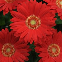 200 Deep Red Gerbera Daisy Seeds Non-GMO, Heirloom, Fast Shipping - $8.96