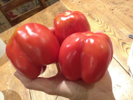 50 Seeds Burgess Stuffing Tomato Juicy Tomatoe Vegetable Garden Edible Food - $3.66