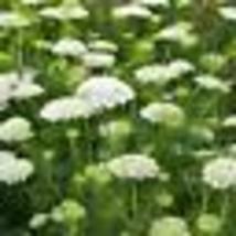 500 Seeds! Bishop&#39;s Flower Seeds (False Queen Anne&#39;s Lace) Butterflies Non-GMO - £9.59 GBP