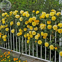 Rose Orangish Yellow Climbing Tree Plant Seeds 50 Seeds Big Compact Light Fragra - $20.00