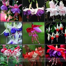 100 Fuchsia Seeds, Bonsai Hanging Flowers F.Alba Coccinnea DIY Planting Flowers  - £4.63 GBP