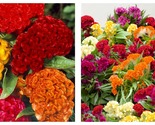 1000 Seeds Mixed Celosia CRISTATA Cockscomb Dried Flowers Cutflowers - $17.93