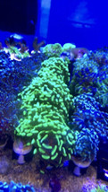 Live coral frag single head yellow/lime hammer   - £36.71 GBP