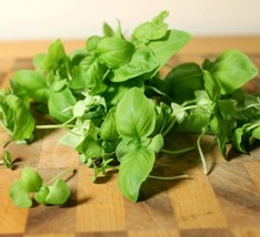 US Seller 200 Genovese Basil Seeds  Heirloom Non-Gmo  Always For Your Garden - £6.38 GBP