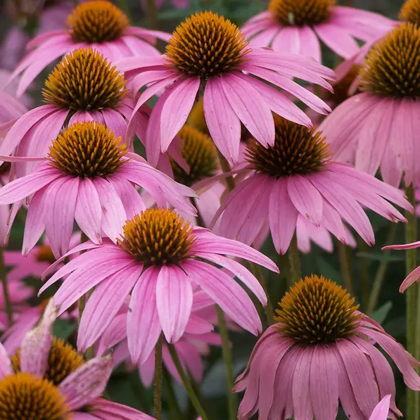 Purple Coneflower Seeds | Non-GMO | Seed Store | 1000 Seeds - £11.80 GBP