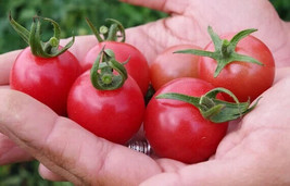 PPA 50 Seeds Pink Ping Pong Tomato Tomatoe Vegetable Garden Edible Canning - $4.76