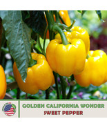 AD 100 Golden California Wonder Sweet Pepper Seeds Non Gmo Heirloom Home... - $13.26