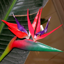 20 Seeds Strelitzia Reginae Red Crane Flower Bird Of Paradise Flowers Garden - £22.79 GBP