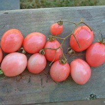 Tomato - Pearly Pink Cherry - 10+ seeds - P 076 - $2.99